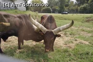 [P19] Safari Park di Pombia - vaca Watusi sau vaca africana. Coarnele ei pot ajunge la 2 m. lungime.  » foto by Diaura*
 - 
<span class="allrVoted glyphicon glyphicon-heart hidden" id="av1057563"></span>
<a class="m-l-10 hidden" id="sv1057563" onclick="voting_Foto_DelVot(,1057563,24943)" role="button">șterge vot <span class="glyphicon glyphicon-remove"></span></a>
<a id="v91057563" class=" c-red"  onclick="voting_Foto_SetVot(1057563)" role="button"><span class="glyphicon glyphicon-heart-empty"></span> <b>LIKE</b> = Votează poza</a> <img class="hidden"  id="f1057563W9" src="/imagini/loader.gif" border="0" /><span class="AjErrMes hidden" id="e1057563ErM"></span>