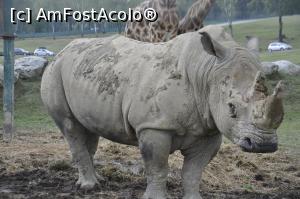 [P07] Safari Park di Pombia - rinocerul care a venit sa ma salute.  » foto by Diaura*
 - 
<span class="allrVoted glyphicon glyphicon-heart hidden" id="av1057551"></span>
<a class="m-l-10 hidden" id="sv1057551" onclick="voting_Foto_DelVot(,1057551,24943)" role="button">șterge vot <span class="glyphicon glyphicon-remove"></span></a>
<a id="v91057551" class=" c-red"  onclick="voting_Foto_SetVot(1057551)" role="button"><span class="glyphicon glyphicon-heart-empty"></span> <b>LIKE</b> = Votează poza</a> <img class="hidden"  id="f1057551W9" src="/imagini/loader.gif" border="0" /><span class="AjErrMes hidden" id="e1057551ErM"></span>