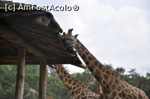 [P08] Safari Park di Pombia - cand esti girafa si ai peste 5 m. inaltime... si masa o servesti tot la inaltime.  » foto by Diaura*
 - 
<span class="allrVoted glyphicon glyphicon-heart hidden" id="av1057552"></span>
<a class="m-l-10 hidden" id="sv1057552" onclick="voting_Foto_DelVot(,1057552,24943)" role="button">șterge vot <span class="glyphicon glyphicon-remove"></span></a>
<a id="v91057552" class=" c-red"  onclick="voting_Foto_SetVot(1057552)" role="button"><span class="glyphicon glyphicon-heart-empty"></span> <b>LIKE</b> = Votează poza</a> <img class="hidden"  id="f1057552W9" src="/imagini/loader.gif" border="0" /><span class="AjErrMes hidden" id="e1057552ErM"></span>