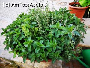 [P25] Un ghiveci cu plante aromatice » foto by DOINITA
 - 
<span class="allrVoted glyphicon glyphicon-heart hidden" id="av1076490"></span>
<a class="m-l-10 hidden" id="sv1076490" onclick="voting_Foto_DelVot(,1076490,25222)" role="button">șterge vot <span class="glyphicon glyphicon-remove"></span></a>
<a id="v91076490" class=" c-red"  onclick="voting_Foto_SetVot(1076490)" role="button"><span class="glyphicon glyphicon-heart-empty"></span> <b>LIKE</b> = Votează poza</a> <img class="hidden"  id="f1076490W9" src="/imagini/loader.gif" border="0" /><span class="AjErrMes hidden" id="e1076490ErM"></span>