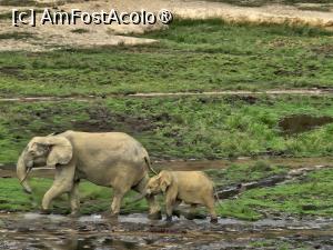 P23 [MAR-2024] elefanții de pădure