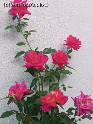 [P10] Romantismul trandafirilor » foto by laurand
 - 
<span class="allrVoted glyphicon glyphicon-heart hidden" id="av1506436"></span>
<a class="m-l-10 hidden" id="sv1506436" onclick="voting_Foto_DelVot(,1506436,26068)" role="button">șterge vot <span class="glyphicon glyphicon-remove"></span></a>
<a id="v91506436" class=" c-red"  onclick="voting_Foto_SetVot(1506436)" role="button"><span class="glyphicon glyphicon-heart-empty"></span> <b>LIKE</b> = Votează poza</a> <img class="hidden"  id="f1506436W9" src="/imagini/loader.gif" border="0" /><span class="AjErrMes hidden" id="e1506436ErM"></span>