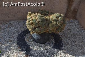 [P12] Cactusi din gradina » foto by Dorina9
 - 
<span class="allrVoted glyphicon glyphicon-heart hidden" id="av1148607"></span>
<a class="m-l-10 hidden" id="sv1148607" onclick="voting_Foto_DelVot(,1148607,26185)" role="button">șterge vot <span class="glyphicon glyphicon-remove"></span></a>
<a id="v91148607" class=" c-red"  onclick="voting_Foto_SetVot(1148607)" role="button"><span class="glyphicon glyphicon-heart-empty"></span> <b>LIKE</b> = Votează poza</a> <img class="hidden"  id="f1148607W9" src="/imagini/loader.gif" border="0" /><span class="AjErrMes hidden" id="e1148607ErM"></span>