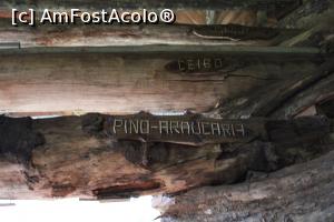 [P37] Puerto Iguazu, Complex Turistic Aripuca, Capcana Aripuca, Trunchi de Pina-Araucaria » foto by mprofeanu
 - 
<span class="allrVoted glyphicon glyphicon-heart hidden" id="av1156824"></span>
<a class="m-l-10 hidden" id="sv1156824" onclick="voting_Foto_DelVot(,1156824,26268)" role="button">șterge vot <span class="glyphicon glyphicon-remove"></span></a>
<a id="v91156824" class=" c-red"  onclick="voting_Foto_SetVot(1156824)" role="button"><span class="glyphicon glyphicon-heart-empty"></span> <b>LIKE</b> = Votează poza</a> <img class="hidden"  id="f1156824W9" src="/imagini/loader.gif" border="0" /><span class="AjErrMes hidden" id="e1156824ErM"></span>