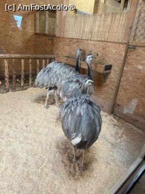 [P38] Grădina Zoologică din Salzburg » foto by adso
 - 
<span class="allrVoted glyphicon glyphicon-heart hidden" id="av1518939"></span>
<a class="m-l-10 hidden" id="sv1518939" onclick="voting_Foto_DelVot(,1518939,26283)" role="button">șterge vot <span class="glyphicon glyphicon-remove"></span></a>
<a id="v91518939" class=" c-red"  onclick="voting_Foto_SetVot(1518939)" role="button"><span class="glyphicon glyphicon-heart-empty"></span> <b>LIKE</b> = Votează poza</a> <img class="hidden"  id="f1518939W9" src="/imagini/loader.gif" border="0" /><span class="AjErrMes hidden" id="e1518939ErM"></span>