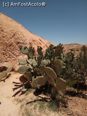 [P15] CACTUSI DIN ALE CAROR FRUCTE SE FAC DULCETURI, GEMURI, MARMELADE SAU SE CONSUMA PROASPETE » foto by ile57b
 - 
<span class="allrVoted glyphicon glyphicon-heart hidden" id="av1088561"></span>
<a class="m-l-10 hidden" id="sv1088561" onclick="voting_Foto_DelVot(,1088561,26310)" role="button">șterge vot <span class="glyphicon glyphicon-remove"></span></a>
<a id="v91088561" class=" c-red"  onclick="voting_Foto_SetVot(1088561)" role="button"><span class="glyphicon glyphicon-heart-empty"></span> <b>LIKE</b> = Votează poza</a> <img class="hidden"  id="f1088561W9" src="/imagini/loader.gif" border="0" /><span class="AjErrMes hidden" id="e1088561ErM"></span>