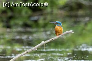 [P11] kingfisher » foto by AGenu
 - 
<span class="allrVoted glyphicon glyphicon-heart hidden" id="av1370048"></span>
<a class="m-l-10 hidden" id="sv1370048" onclick="voting_Foto_DelVot(,1370048,26432)" role="button">șterge vot <span class="glyphicon glyphicon-remove"></span></a>
<a id="v91370048" class=" c-red"  onclick="voting_Foto_SetVot(1370048)" role="button"><span class="glyphicon glyphicon-heart-empty"></span> <b>LIKE</b> = Votează poza</a> <img class="hidden"  id="f1370048W9" src="/imagini/loader.gif" border="0" /><span class="AjErrMes hidden" id="e1370048ErM"></span>