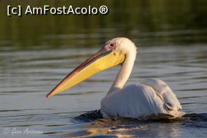 [P14] pelican » foto by AGenu
 - 
<span class="allrVoted glyphicon glyphicon-heart hidden" id="av1370051"></span>
<a class="m-l-10 hidden" id="sv1370051" onclick="voting_Foto_DelVot(,1370051,26432)" role="button">șterge vot <span class="glyphicon glyphicon-remove"></span></a>
<a id="v91370051" class=" c-red"  onclick="voting_Foto_SetVot(1370051)" role="button"><span class="glyphicon glyphicon-heart-empty"></span> <b>LIKE</b> = Votează poza</a> <img class="hidden"  id="f1370051W9" src="/imagini/loader.gif" border="0" /><span class="AjErrMes hidden" id="e1370051ErM"></span>