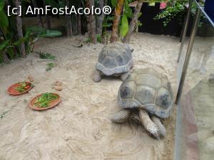 P14 [SEP-2019] Parcul tematic MundoMar din Benidorm - ţestoase gigantice la ora mesei