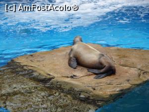 P15 [SEP-2019] Parcul tematic MundoMar din Benidorm - lenea e mare