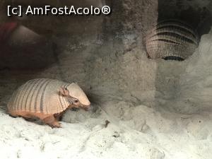 P20 [SEP-2019] Parcul tematic MundoMar din Benidorm - armadillo galben