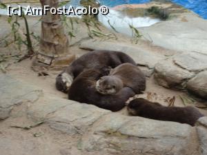 [P48] Parcul tematic MundoMar din Benidorm - o familie de nutrii » foto by nicole33
 - 
<span class="allrVoted glyphicon glyphicon-heart hidden" id="av1185996"></span>
<a class="m-l-10 hidden" id="sv1185996" onclick="voting_Foto_DelVot(,1185996,26540)" role="button">șterge vot <span class="glyphicon glyphicon-remove"></span></a>
<a id="v91185996" class=" c-red"  onclick="voting_Foto_SetVot(1185996)" role="button"><span class="glyphicon glyphicon-heart-empty"></span> <b>LIKE</b> = Votează poza</a> <img class="hidden"  id="f1185996W9" src="/imagini/loader.gif" border="0" /><span class="AjErrMes hidden" id="e1185996ErM"></span>