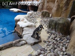 [P53] Parcul tematic MundoMar din Benidorm - pinguin » foto by nicole33
 - 
<span class="allrVoted glyphicon glyphicon-heart hidden" id="av1186001"></span>
<a class="m-l-10 hidden" id="sv1186001" onclick="voting_Foto_DelVot(,1186001,26540)" role="button">șterge vot <span class="glyphicon glyphicon-remove"></span></a>
<a id="v91186001" class=" c-red"  onclick="voting_Foto_SetVot(1186001)" role="button"><span class="glyphicon glyphicon-heart-empty"></span> <b>LIKE</b> = Votează poza</a> <img class="hidden"  id="f1186001W9" src="/imagini/loader.gif" border="0" /><span class="AjErrMes hidden" id="e1186001ErM"></span>