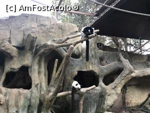 [P55] Parcul tematic MundoMar din Benidorm - lemuri » foto by nicole33
 - 
<span class="allrVoted glyphicon glyphicon-heart hidden" id="av1186003"></span>
<a class="m-l-10 hidden" id="sv1186003" onclick="voting_Foto_DelVot(,1186003,26540)" role="button">șterge vot <span class="glyphicon glyphicon-remove"></span></a>
<a id="v91186003" class=" c-red"  onclick="voting_Foto_SetVot(1186003)" role="button"><span class="glyphicon glyphicon-heart-empty"></span> <b>LIKE</b> = Votează poza</a> <img class="hidden"  id="f1186003W9" src="/imagini/loader.gif" border="0" /><span class="AjErrMes hidden" id="e1186003ErM"></span>