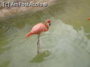 [P73] Parcul tematic MundoMar din Benidorm - flamingo » foto by nicole33
 - 
<span class="allrVoted glyphicon glyphicon-heart hidden" id="av1186021"></span>
<a class="m-l-10 hidden" id="sv1186021" onclick="voting_Foto_DelVot(,1186021,26540)" role="button">șterge vot <span class="glyphicon glyphicon-remove"></span></a>
<a id="v91186021" class=" c-red"  onclick="voting_Foto_SetVot(1186021)" role="button"><span class="glyphicon glyphicon-heart-empty"></span> <b>LIKE</b> = Votează poza</a> <img class="hidden"  id="f1186021W9" src="/imagini/loader.gif" border="0" /><span class="AjErrMes hidden" id="e1186021ErM"></span>