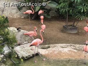 [P95] Parcul tematic MundoMar din Benidorm - flamingo » foto by nicole33
 - 
<span class="allrVoted glyphicon glyphicon-heart hidden" id="av1186043"></span>
<a class="m-l-10 hidden" id="sv1186043" onclick="voting_Foto_DelVot(,1186043,26540)" role="button">șterge vot <span class="glyphicon glyphicon-remove"></span></a>
<a id="v91186043" class=" c-red"  onclick="voting_Foto_SetVot(1186043)" role="button"><span class="glyphicon glyphicon-heart-empty"></span> <b>LIKE</b> = Votează poza</a> <img class="hidden"  id="f1186043W9" src="/imagini/loader.gif" border="0" /><span class="AjErrMes hidden" id="e1186043ErM"></span>