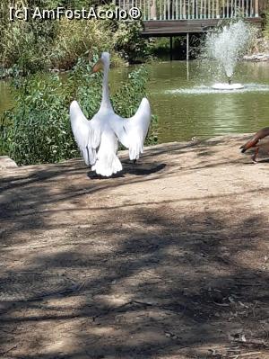 [P02] pelican suparat » foto by nrs †
 - 
<span class="allrVoted glyphicon glyphicon-heart hidden" id="av1187850"></span>
<a class="m-l-10 hidden" id="sv1187850" onclick="voting_Foto_DelVot(,1187850,26549)" role="button">șterge vot <span class="glyphicon glyphicon-remove"></span></a>
<a id="v91187850" class=" c-red"  onclick="voting_Foto_SetVot(1187850)" role="button"><span class="glyphicon glyphicon-heart-empty"></span> <b>LIKE</b> = Votează poza</a> <img class="hidden"  id="f1187850W9" src="/imagini/loader.gif" border="0" /><span class="AjErrMes hidden" id="e1187850ErM"></span>