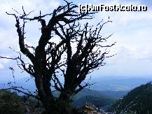 [P11] Radacina unui copac doborat de furtuna » foto by crima
 - 
<span class="allrVoted glyphicon glyphicon-heart hidden" id="av19236"></span>
<a class="m-l-10 hidden" id="sv19236" onclick="voting_Foto_DelVot(,19236,26627)" role="button">șterge vot <span class="glyphicon glyphicon-remove"></span></a>
<a id="v919236" class=" c-red"  onclick="voting_Foto_SetVot(19236)" role="button"><span class="glyphicon glyphicon-heart-empty"></span> <b>LIKE</b> = Votează poza</a> <img class="hidden"  id="f19236W9" src="/imagini/loader.gif" border="0" /><span class="AjErrMes hidden" id="e19236ErM"></span>