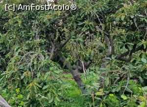 [P12] arbust de avocado în sălbăticie și în livezi » foto by cristian pinte
 - 
<span class="allrVoted glyphicon glyphicon-heart hidden" id="av1214697"></span>
<a class="m-l-10 hidden" id="sv1214697" onclick="voting_Foto_DelVot(,1214697,26719)" role="button">șterge vot <span class="glyphicon glyphicon-remove"></span></a>
<a id="v91214697" class=" c-red"  onclick="voting_Foto_SetVot(1214697)" role="button"><span class="glyphicon glyphicon-heart-empty"></span> <b>LIKE</b> = Votează poza</a> <img class="hidden"  id="f1214697W9" src="/imagini/loader.gif" border="0" /><span class="AjErrMes hidden" id="e1214697ErM"></span>