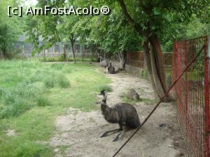 [P14] Iată şi păsările Emu de la Zoo Călăraşi.  » foto by Floryn81
 - 
<span class="allrVoted glyphicon glyphicon-heart hidden" id="av865554"></span>
<a class="m-l-10 hidden" id="sv865554" onclick="voting_Foto_DelVot(,865554,26802)" role="button">șterge vot <span class="glyphicon glyphicon-remove"></span></a>
<a id="v9865554" class=" c-red"  onclick="voting_Foto_SetVot(865554)" role="button"><span class="glyphicon glyphicon-heart-empty"></span> <b>LIKE</b> = Votează poza</a> <img class="hidden"  id="f865554W9" src="/imagini/loader.gif" border="0" /><span class="AjErrMes hidden" id="e865554ErM"></span>