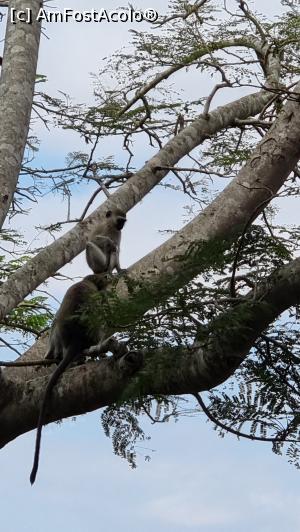 [P33] maimuțele sunt la putere » foto by robert
 - 
<span class="allrVoted glyphicon glyphicon-heart hidden" id="av1251728"></span>
<a class="m-l-10 hidden" id="sv1251728" onclick="voting_Foto_DelVot(,1251728,27058)" role="button">șterge vot <span class="glyphicon glyphicon-remove"></span></a>
<a id="v91251728" class=" c-red"  onclick="voting_Foto_SetVot(1251728)" role="button"><span class="glyphicon glyphicon-heart-empty"></span> <b>LIKE</b> = Votează poza</a> <img class="hidden"  id="f1251728W9" src="/imagini/loader.gif" border="0" /><span class="AjErrMes hidden" id="e1251728ErM"></span>