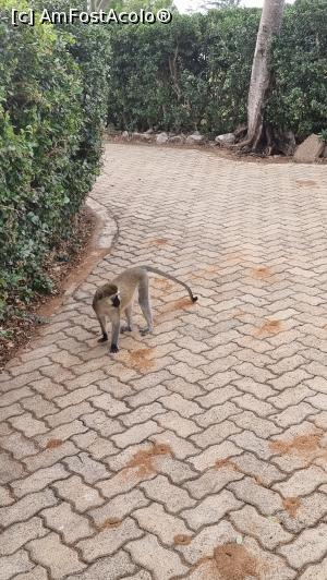 [P38] maimuțele sunt la putere » foto by robert
 - 
<span class="allrVoted glyphicon glyphicon-heart hidden" id="av1251733"></span>
<a class="m-l-10 hidden" id="sv1251733" onclick="voting_Foto_DelVot(,1251733,27058)" role="button">șterge vot <span class="glyphicon glyphicon-remove"></span></a>
<a id="v91251733" class=" c-red"  onclick="voting_Foto_SetVot(1251733)" role="button"><span class="glyphicon glyphicon-heart-empty"></span> <b>LIKE</b> = Votează poza</a> <img class="hidden"  id="f1251733W9" src="/imagini/loader.gif" border="0" /><span class="AjErrMes hidden" id="e1251733ErM"></span>