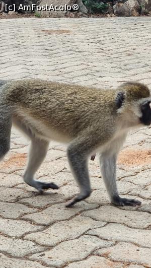 [P41] maimuțele sunt la putere » foto by robert
 - 
<span class="allrVoted glyphicon glyphicon-heart hidden" id="av1251736"></span>
<a class="m-l-10 hidden" id="sv1251736" onclick="voting_Foto_DelVot(,1251736,27058)" role="button">șterge vot <span class="glyphicon glyphicon-remove"></span></a>
<a id="v91251736" class=" c-red"  onclick="voting_Foto_SetVot(1251736)" role="button"><span class="glyphicon glyphicon-heart-empty"></span> <b>LIKE</b> = Votează poza</a> <img class="hidden"  id="f1251736W9" src="/imagini/loader.gif" border="0" /><span class="AjErrMes hidden" id="e1251736ErM"></span>