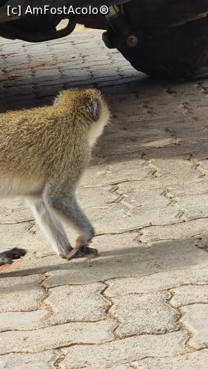 [P42] maimuțele sunt la putere » foto by robert
 - 
<span class="allrVoted glyphicon glyphicon-heart hidden" id="av1251737"></span>
<a class="m-l-10 hidden" id="sv1251737" onclick="voting_Foto_DelVot(,1251737,27058)" role="button">șterge vot <span class="glyphicon glyphicon-remove"></span></a>
<a id="v91251737" class=" c-red"  onclick="voting_Foto_SetVot(1251737)" role="button"><span class="glyphicon glyphicon-heart-empty"></span> <b>LIKE</b> = Votează poza</a> <img class="hidden"  id="f1251737W9" src="/imagini/loader.gif" border="0" /><span class="AjErrMes hidden" id="e1251737ErM"></span>