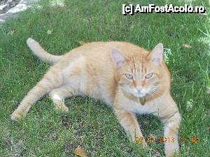 [P02] Eu sunt Antonello și am 7Kg.  » foto by Rodel
 - 
<span class="allrVoted glyphicon glyphicon-heart hidden" id="av495574"></span>
<a class="m-l-10 hidden" id="sv495574" onclick="voting_Foto_DelVot(,495574,27182)" role="button">șterge vot <span class="glyphicon glyphicon-remove"></span></a>
<a id="v9495574" class=" c-red"  onclick="voting_Foto_SetVot(495574)" role="button"><span class="glyphicon glyphicon-heart-empty"></span> <b>LIKE</b> = Votează poza</a> <img class="hidden"  id="f495574W9" src="/imagini/loader.gif" border="0" /><span class="AjErrMes hidden" id="e495574ErM"></span>