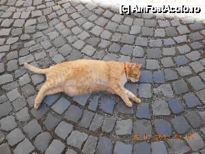 [P03] Mă numesc Donatello și cântăresc... 9 Kg. După cum vedeți, îmi place siesta.  » foto by Rodel
 - 
<span class="allrVoted glyphicon glyphicon-heart hidden" id="av495575"></span>
<a class="m-l-10 hidden" id="sv495575" onclick="voting_Foto_DelVot(,495575,27182)" role="button">șterge vot <span class="glyphicon glyphicon-remove"></span></a>
<a id="v9495575" class=" c-red"  onclick="voting_Foto_SetVot(495575)" role="button"><span class="glyphicon glyphicon-heart-empty"></span> <b>LIKE</b> = Votează poza</a> <img class="hidden"  id="f495575W9" src="/imagini/loader.gif" border="0" /><span class="AjErrMes hidden" id="e495575ErM"></span>