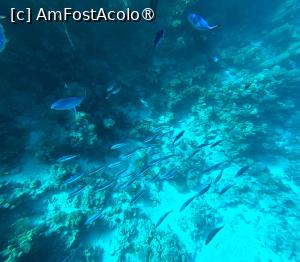 [P17] Sunrise Arabian Beach Resort - reciful » foto by elenaadina
 - 
<span class="allrVoted glyphicon glyphicon-heart hidden" id="av1402757"></span>
<a class="m-l-10 hidden" id="sv1402757" onclick="voting_Foto_DelVot(,1402757,27302)" role="button">șterge vot <span class="glyphicon glyphicon-remove"></span></a>
<a id="v91402757" class=" c-red"  onclick="voting_Foto_SetVot(1402757)" role="button"><span class="glyphicon glyphicon-heart-empty"></span> <b>LIKE</b> = Votează poza</a> <img class="hidden"  id="f1402757W9" src="/imagini/loader.gif" border="0" /><span class="AjErrMes hidden" id="e1402757ErM"></span>