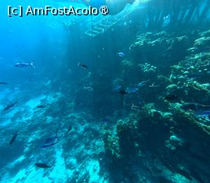 [P18] Sunrise Arabian Beach Resort - reciful » foto by elenaadina
 - 
<span class="allrVoted glyphicon glyphicon-heart hidden" id="av1402758"></span>
<a class="m-l-10 hidden" id="sv1402758" onclick="voting_Foto_DelVot(,1402758,27302)" role="button">șterge vot <span class="glyphicon glyphicon-remove"></span></a>
<a id="v91402758" class=" c-red"  onclick="voting_Foto_SetVot(1402758)" role="button"><span class="glyphicon glyphicon-heart-empty"></span> <b>LIKE</b> = Votează poza</a> <img class="hidden"  id="f1402758W9" src="/imagini/loader.gif" border="0" /><span class="AjErrMes hidden" id="e1402758ErM"></span>