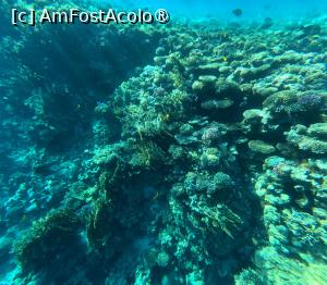 [P19] Sunrise Arabian Beach Resort - reciful » foto by elenaadina
 - 
<span class="allrVoted glyphicon glyphicon-heart hidden" id="av1402759"></span>
<a class="m-l-10 hidden" id="sv1402759" onclick="voting_Foto_DelVot(,1402759,27302)" role="button">șterge vot <span class="glyphicon glyphicon-remove"></span></a>
<a id="v91402759" class=" c-red"  onclick="voting_Foto_SetVot(1402759)" role="button"><span class="glyphicon glyphicon-heart-empty"></span> <b>LIKE</b> = Votează poza</a> <img class="hidden"  id="f1402759W9" src="/imagini/loader.gif" border="0" /><span class="AjErrMes hidden" id="e1402759ErM"></span>