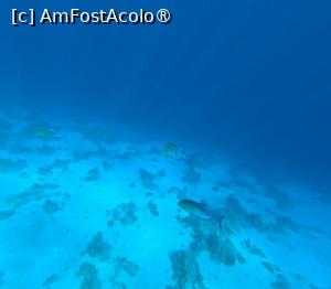 [P20] Sunrise Arabian Beach Resort - reciful » foto by elenaadina
 - 
<span class="allrVoted glyphicon glyphicon-heart hidden" id="av1402760"></span>
<a class="m-l-10 hidden" id="sv1402760" onclick="voting_Foto_DelVot(,1402760,27302)" role="button">șterge vot <span class="glyphicon glyphicon-remove"></span></a>
<a id="v91402760" class=" c-red"  onclick="voting_Foto_SetVot(1402760)" role="button"><span class="glyphicon glyphicon-heart-empty"></span> <b>LIKE</b> = Votează poza</a> <img class="hidden"  id="f1402760W9" src="/imagini/loader.gif" border="0" /><span class="AjErrMes hidden" id="e1402760ErM"></span>