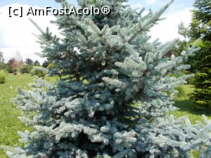 [P19] Bradul argintiu, regale grădinii Botanice.  » foto by mihaelavoicu
 - 
<span class="allrVoted glyphicon glyphicon-heart hidden" id="av1078047"></span>
<a class="m-l-10 hidden" id="sv1078047" onclick="voting_Foto_DelVot(,1078047,27337)" role="button">șterge vot <span class="glyphicon glyphicon-remove"></span></a>
<a id="v91078047" class=" c-red"  onclick="voting_Foto_SetVot(1078047)" role="button"><span class="glyphicon glyphicon-heart-empty"></span> <b>LIKE</b> = Votează poza</a> <img class="hidden"  id="f1078047W9" src="/imagini/loader.gif" border="0" /><span class="AjErrMes hidden" id="e1078047ErM"></span>