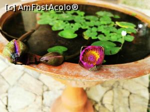 [P88] Un lotus &icirc;nflorit » foto by cata2106
 - 
<span class="allrVoted glyphicon glyphicon-heart hidden" id="av1287854"></span>
<a class="m-l-10 hidden" id="sv1287854" onclick="voting_Foto_DelVot(,1287854,27399)" role="button">șterge vot <span class="glyphicon glyphicon-remove"></span></a>
<a id="v91287854" class=" c-red"  onclick="voting_Foto_SetVot(1287854)" role="button"><span class="glyphicon glyphicon-heart-empty"></span> <b>LIKE</b> = Votează poza</a> <img class="hidden"  id="f1287854W9" src="/imagini/loader.gif" border="0" /><span class="AjErrMes hidden" id="e1287854ErM"></span>