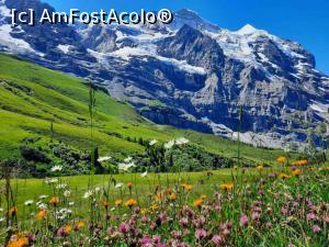 [P01] Peisaj de lângă Wengen » foto by BOGDAN DSN
 - 
<span class="allrVoted glyphicon glyphicon-heart hidden" id="av1333525"></span>
<a class="m-l-10 hidden" id="sv1333525" onclick="voting_Foto_DelVot(,1333525,27766)" role="button">șterge vot <span class="glyphicon glyphicon-remove"></span></a>
<a id="v91333525" class=" c-red"  onclick="voting_Foto_SetVot(1333525)" role="button"><span class="glyphicon glyphicon-heart-empty"></span> <b>LIKE</b> = Votează poza</a> <img class="hidden"  id="f1333525W9" src="/imagini/loader.gif" border="0" /><span class="AjErrMes hidden" id="e1333525ErM"></span>