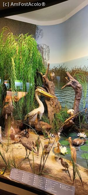 [P10] Dioramă - zonă de deltă. » foto by tata123 🔱
 - 
<span class="allrVoted glyphicon glyphicon-heart hidden" id="av1517803"></span>
<a class="m-l-10 hidden" id="sv1517803" onclick="voting_Foto_DelVot(,1517803,27913)" role="button">șterge vot <span class="glyphicon glyphicon-remove"></span></a>
<a id="v91517803" class=" c-red"  onclick="voting_Foto_SetVot(1517803)" role="button"><span class="glyphicon glyphicon-heart-empty"></span> <b>LIKE</b> = Votează poza</a> <img class="hidden"  id="f1517803W9" src="/imagini/loader.gif" border="0" /><span class="AjErrMes hidden" id="e1517803ErM"></span>