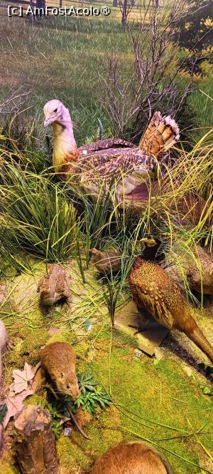 [P13] Dioramă - dropia. » foto by tata123 🔱
 - 
<span class="allrVoted glyphicon glyphicon-heart hidden" id="av1517806"></span>
<a class="m-l-10 hidden" id="sv1517806" onclick="voting_Foto_DelVot(,1517806,27913)" role="button">șterge vot <span class="glyphicon glyphicon-remove"></span></a>
<a id="v91517806" class=" c-red"  onclick="voting_Foto_SetVot(1517806)" role="button"><span class="glyphicon glyphicon-heart-empty"></span> <b>LIKE</b> = Votează poza</a> <img class="hidden"  id="f1517806W9" src="/imagini/loader.gif" border="0" /><span class="AjErrMes hidden" id="e1517806ErM"></span>