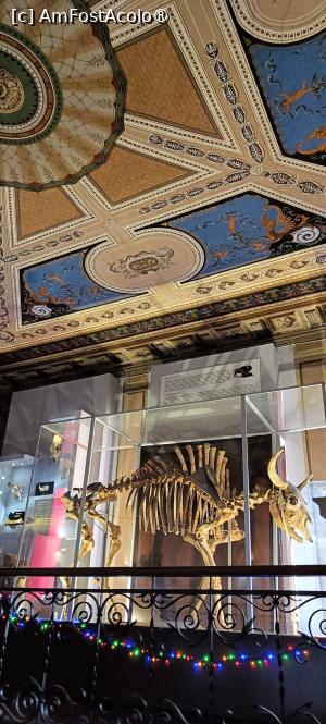 [P05] Schelet complet de bizon de stepă. » foto by tata123 🔱
 - 
<span class="allrVoted glyphicon glyphicon-heart hidden" id="av1517798"></span>
<a class="m-l-10 hidden" id="sv1517798" onclick="voting_Foto_DelVot(,1517798,27913)" role="button">șterge vot <span class="glyphicon glyphicon-remove"></span></a>
<a id="v91517798" class=" c-red"  onclick="voting_Foto_SetVot(1517798)" role="button"><span class="glyphicon glyphicon-heart-empty"></span> <b>LIKE</b> = Votează poza</a> <img class="hidden"  id="f1517798W9" src="/imagini/loader.gif" border="0" /><span class="AjErrMes hidden" id="e1517798ErM"></span>