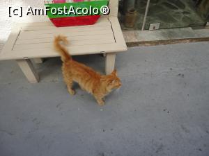 [P43] O pisică frumoasă de Patmos.  » foto by maryka
 - 
<span class="allrVoted glyphicon glyphicon-heart hidden" id="av948087"></span>
<a class="m-l-10 hidden" id="sv948087" onclick="voting_Foto_DelVot(,948087,27937)" role="button">șterge vot <span class="glyphicon glyphicon-remove"></span></a>
<a id="v9948087" class=" c-red"  onclick="voting_Foto_SetVot(948087)" role="button"><span class="glyphicon glyphicon-heart-empty"></span> <b>LIKE</b> = Votează poza</a> <img class="hidden"  id="f948087W9" src="/imagini/loader.gif" border="0" /><span class="AjErrMes hidden" id="e948087ErM"></span>