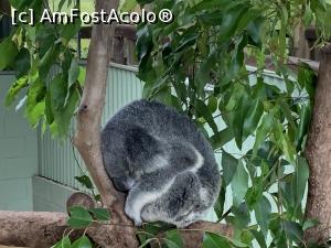 [P03] La sosire koala încă dormeau » foto by AZE
 - 
<span class="allrVoted glyphicon glyphicon-heart hidden" id="av1375893"></span>
<a class="m-l-10 hidden" id="sv1375893" onclick="voting_Foto_DelVot(,1375893,28119)" role="button">șterge vot <span class="glyphicon glyphicon-remove"></span></a>
<a id="v91375893" class=" c-red"  onclick="voting_Foto_SetVot(1375893)" role="button"><span class="glyphicon glyphicon-heart-empty"></span> <b>LIKE</b> = Votează poza</a> <img class="hidden"  id="f1375893W9" src="/imagini/loader.gif" border="0" /><span class="AjErrMes hidden" id="e1375893ErM"></span>