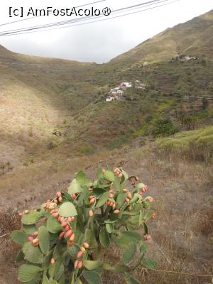 [P26] Tenerife - Satul Masca. » foto by iulianic
 - 
<span class="allrVoted glyphicon glyphicon-heart hidden" id="av1429614"></span>
<a class="m-l-10 hidden" id="sv1429614" onclick="voting_Foto_DelVot(,1429614,28122)" role="button">șterge vot <span class="glyphicon glyphicon-remove"></span></a>
<a id="v91429614" class=" c-red"  onclick="voting_Foto_SetVot(1429614)" role="button"><span class="glyphicon glyphicon-heart-empty"></span> <b>LIKE</b> = Votează poza</a> <img class="hidden"  id="f1429614W9" src="/imagini/loader.gif" border="0" /><span class="AjErrMes hidden" id="e1429614ErM"></span>