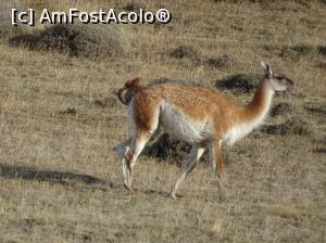 P04 [SEP-2018] hai că am văzut si guanacos