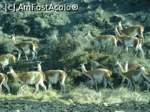 P06 [SEP-2018] hai că am văzut si guanacos