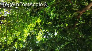 [P55] copacii umbrosi de pe plaja » foto by elenaadina
 - 
<span class="allrVoted glyphicon glyphicon-heart hidden" id="av1426152"></span>
<a class="m-l-10 hidden" id="sv1426152" onclick="voting_Foto_DelVot(,1426152,28541)" role="button">șterge vot <span class="glyphicon glyphicon-remove"></span></a>
<a id="v91426152" class=" c-red"  onclick="voting_Foto_SetVot(1426152)" role="button"><span class="glyphicon glyphicon-heart-empty"></span> <b>LIKE</b> = Votează poza</a> <img class="hidden"  id="f1426152W9" src="/imagini/loader.gif" border="0" /><span class="AjErrMes hidden" id="e1426152ErM"></span>