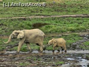 P05 [MAR-2024] la elefanții de pădure