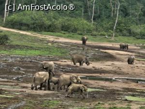 P08 [MAR-2024] la elefanții de pădure