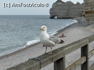 [P27] Plaja Etretat și Falaise d’Amont » foto by Mika
 - 
<span class="allrVoted glyphicon glyphicon-heart hidden" id="av1447573"></span>
<a class="m-l-10 hidden" id="sv1447573" onclick="voting_Foto_DelVot(,1447573,28721)" role="button">șterge vot <span class="glyphicon glyphicon-remove"></span></a>
<a id="v91447573" class=" c-red"  onclick="voting_Foto_SetVot(1447573)" role="button"><span class="glyphicon glyphicon-heart-empty"></span> <b>LIKE</b> = Votează poza</a> <img class="hidden"  id="f1447573W9" src="/imagini/loader.gif" border="0" /><span class="AjErrMes hidden" id="e1447573ErM"></span>