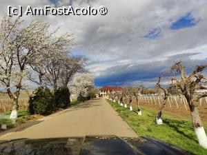 [P01] Pe „ulița” ce duce spre complex; în față se văd clădirile cramei » foto by crismis
 - 
<span class="allrVoted glyphicon glyphicon-heart hidden" id="av1453127"></span>
<a class="m-l-10 hidden" id="sv1453127" onclick="voting_Foto_DelVot(,1453127,28764)" role="button">șterge vot <span class="glyphicon glyphicon-remove"></span></a>
<a id="v91453127" class=" c-red"  onclick="voting_Foto_SetVot(1453127)" role="button"><span class="glyphicon glyphicon-heart-empty"></span> <b>LIKE</b> = Votează poza</a> <img class="hidden"  id="f1453127W9" src="/imagini/loader.gif" border="0" /><span class="AjErrMes hidden" id="e1453127ErM"></span>